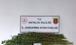 Antalya'da operasyon: 80 kök kenevir ele geçirildi