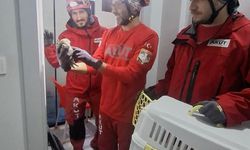 Havalandırma boşluğunda mahsur kalan baykuşu, AKUT kurtardı