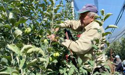Isparta'da elma hasadı başladı; rekolte beklentisi 1 milyon 250 bin ton