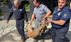 Antalya'da yaralı dağ keçisi tedaviye alındı