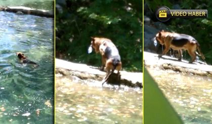 Alanya'da insanlara çevre dersi verdi