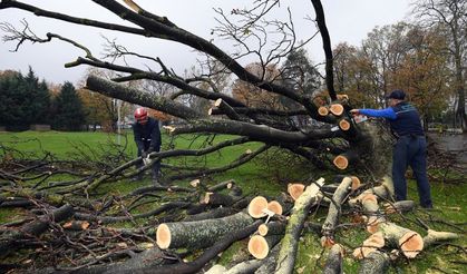 Fırtınadan devrilen 350 ağaç kaldırılıyor
