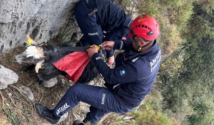 Antalya'da keçi kurtarma operasyonu