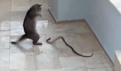 Alanya'da kedi ile yılanın kavgası
