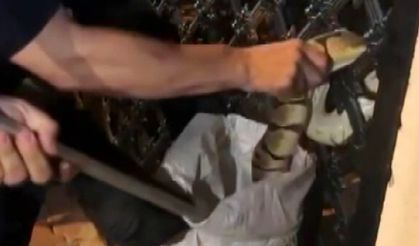 'Açıkta bırakılan süt yılanları cezbediyor'