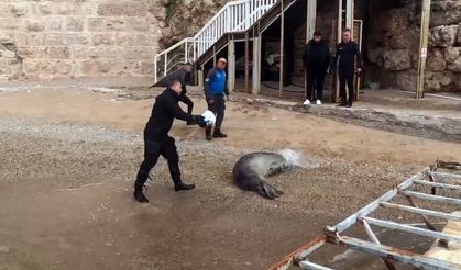 Antalya'da Yunanistan'dan kaçan Akdeniz Fokunu güvenle denize döndürdü