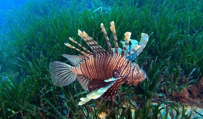 Akdeniz'deki istilacı türler, besin zincirinde çıkmaz yol oluşturuyor