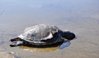 Gazipaşa'da caretta caretta ölüsü bulundu