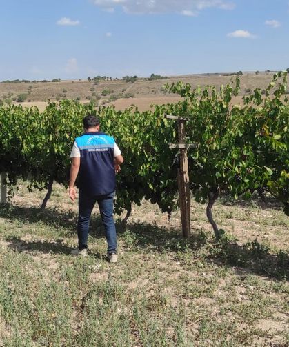 Karacalar üzümüne coğrafi işaret