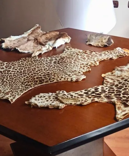 Havalimanı'nda yasa dışı yaban hayvanı ürünleri ele geçirildi