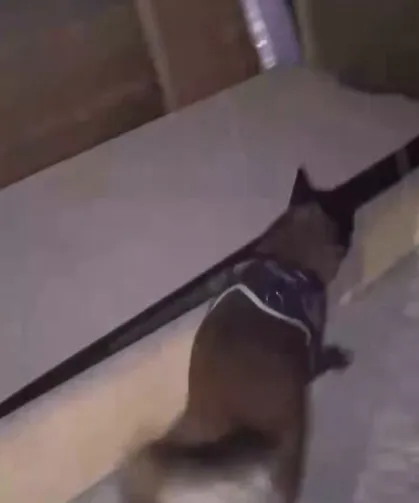 İstanbul'da hassas burun 'Leydi' operasyonda