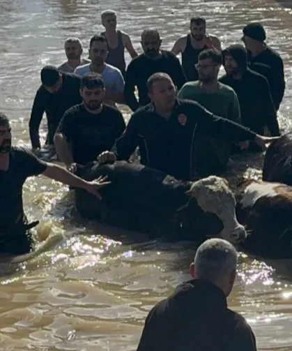 Manisa'da sel sefeberliği... 44 vatandaş ve 127 hayvan tahliye edildi