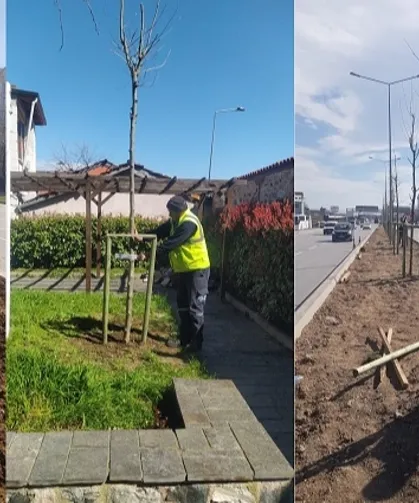 700 yıllık mirası 700 çınarla kök salıyor