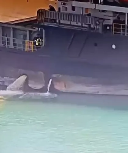 Mersin Limanı'nda denizi kirleten gemiye 13,1 milyon TL ceza