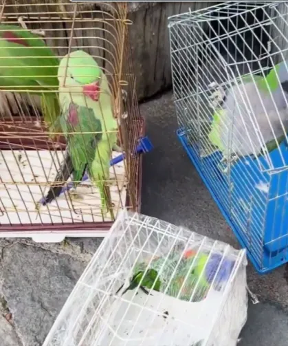 Petshop denetimi... 39 papağan koruma altında