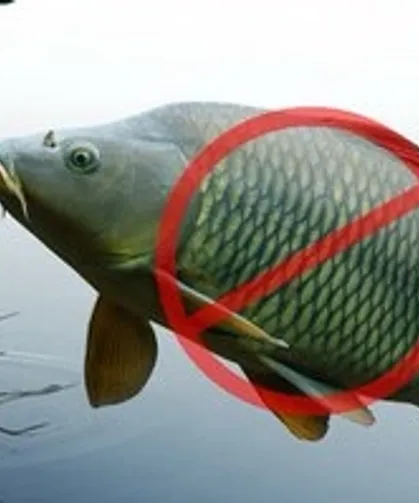 Sazangillerin avcılığına 31 Mayıs'a yasak!