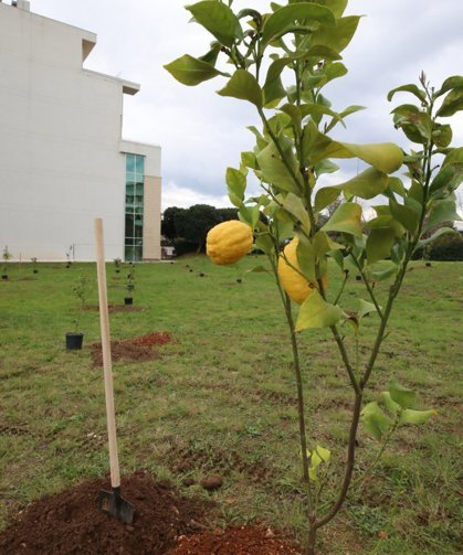 Daha yeşil bir Akdeniz Üniversitesi için 5 bin fidan dikildi