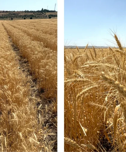 Bisküvilik buğday üretimi başladı