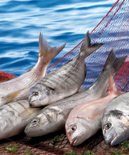 Su ürünleri ilk çeyrekte ihracatını yüzde 24 artırdı... Levrek liderliğini sürdürdü