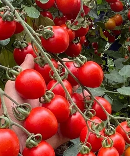 Zincir markete 'fahiş fiyat' incelemesi... Zincir markette kokteyl domates vurgunu!