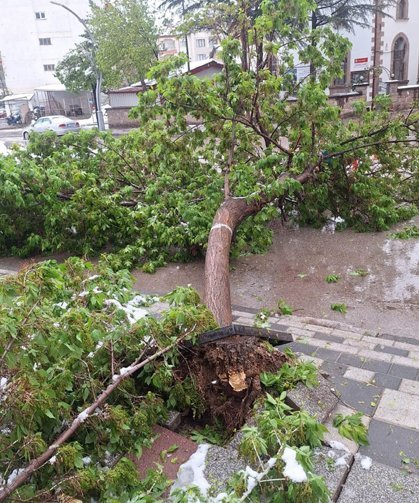 Karın ağırlığına dayanamayan ağaçlar devrildi