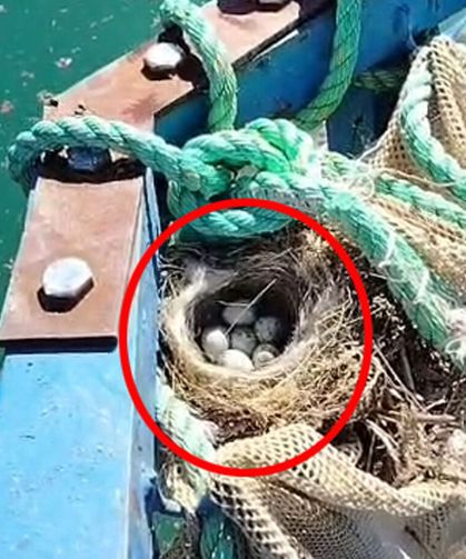 Kuş yuvasını bozmaya kıyamadı, balık ağını suya indirmedi