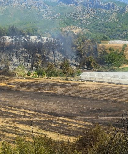 Antalya'da sazlık yangını büyümeden söndürüldü
