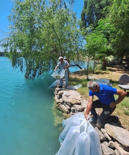Manavgat'ta 400 bin yavru balık suya bırakıldı