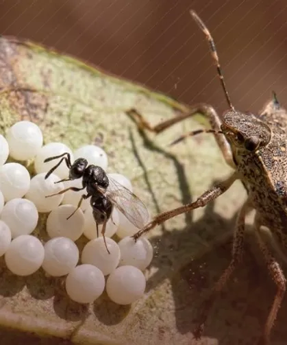 Kahverengi kokarca ile biyolojik mücadelede yeni adım