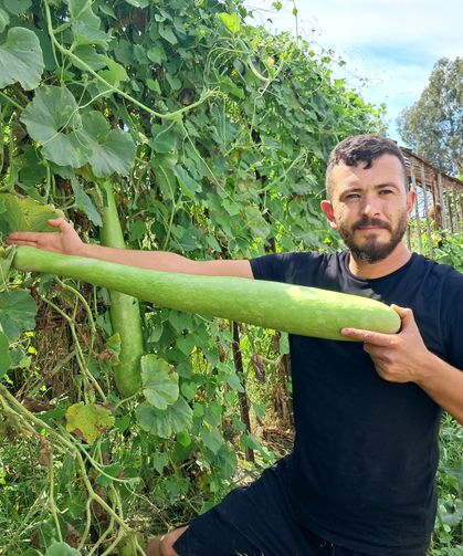 Deneme amaçlı ektiği kabakların boyu 1 metreyi aştı