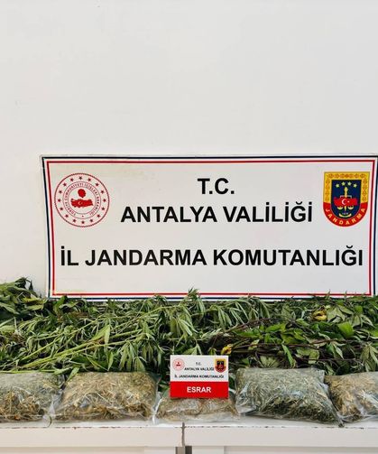 Alanya’da operasyon: Evden kenevir ve esrar çıktı