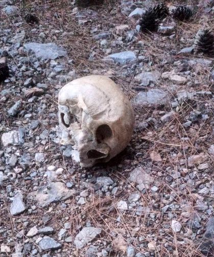 Gazipaşa'da ormanda bulunan kafatası incelemeye alındı