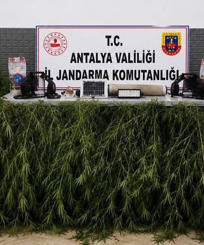 Antalya Aksu’da operasyon: Yasadışı kenevir bitkisi ele geçirildi