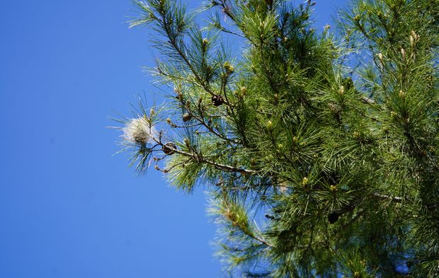 Antalya'da çam kese tırtılı uyarısı