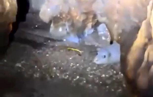 Alanya’da Akdeniz Fokları için mağaralar temizlendi fotokapanlar kuruldu