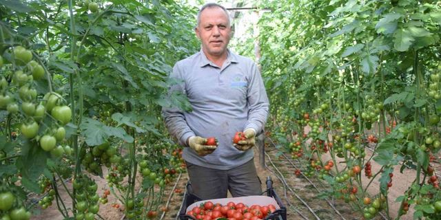 Örtü altı domateste ikinci hasat başladı