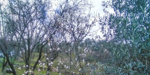 Gazipaşa’da yalancı bahara aldanan ağaçlar çiçek açtı