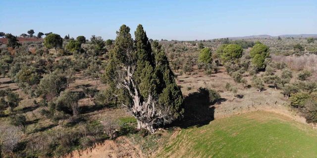 2 bin 500 yıllık olduğu öne sürülen dev selvi ağacının tescillenmesini istiyorlar