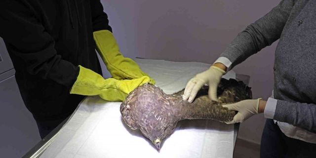 Nesli tükenmekte olan kara akbaba tedavi altında alındı