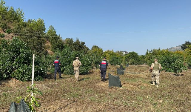 Alanya ve Gazipaşa'da bahçeleri jandarma koruyor