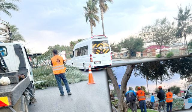 Alanya'da korkutan anlar! Ağaç yola düştü