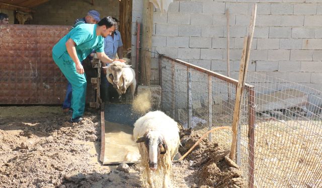 Büyükşehir’den küçükbaş hayvanlara parazit ilaçlama