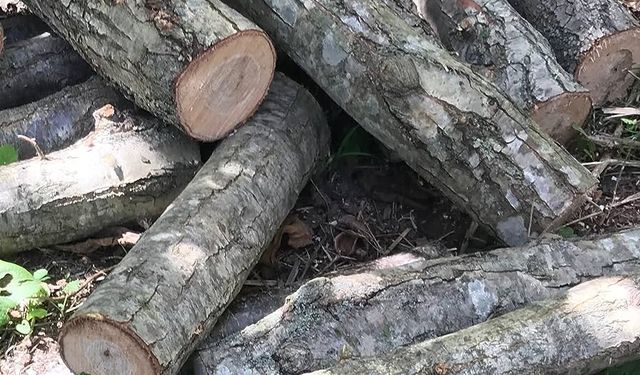 Alanya'da 'Oduncu' görünümlü dolandırıcılara dikkat 