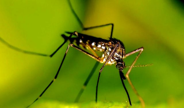 Sivrisineklerle başa çıkmak için yöntemler nelerdir?