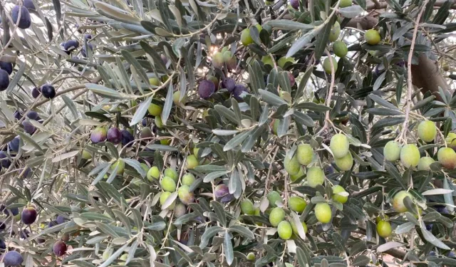 Sofralık zeytin ihracatında tarihi rekor