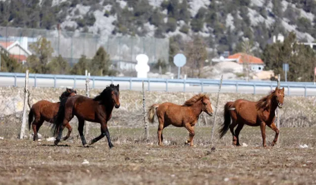 Antalya Büyükşehir yılkı atları için doğaya saman bıraktı