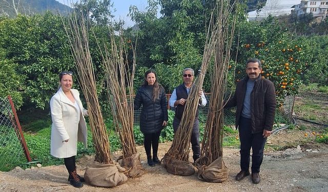 Alanya'da üreticilere dut fidanı desteği