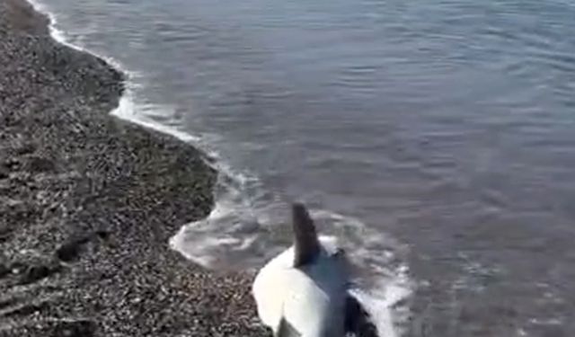 Sahilde gizemli köpek balığı ölüsü