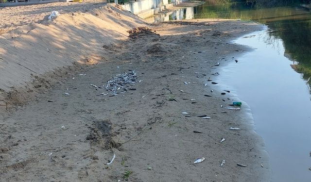 Antalya'da denize dökülen kanalda balık ölümlerine inceleme