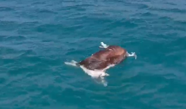Alanya'da deniz yüzeyindeki inek ölüsü şaşırttı